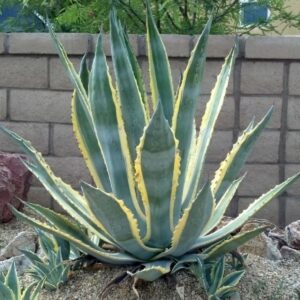VARIGATED AMERICAN ALOE
