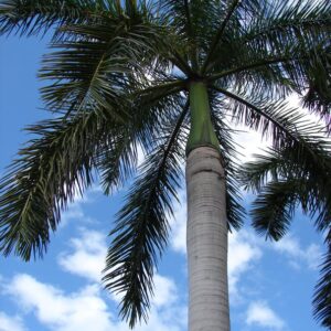 ROYAL PALM 25G