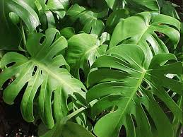 SPLIT LEAF PHILODENDRON