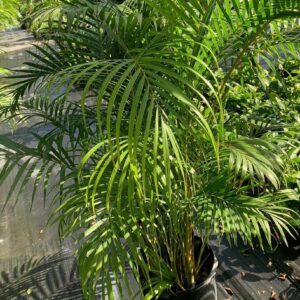 ARECA PALM