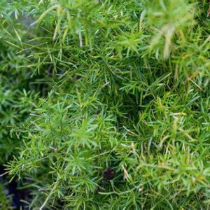 ASPARAGUS FERN -4.5