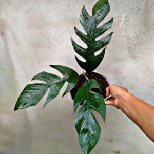 BLACK 22/RHAPHID OPHORA