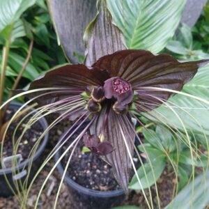BLACK BAT PLANT