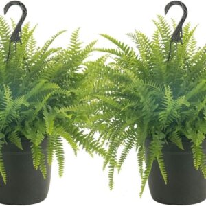 BOSTON FERN