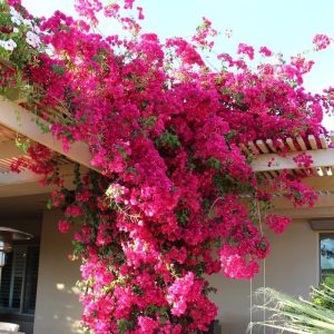 BOUGAINVILLIA 2G TRELLIS PINK
