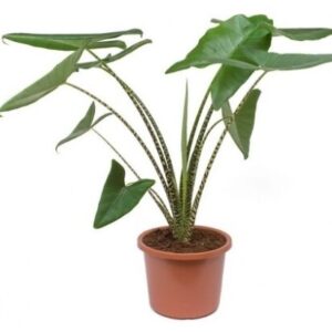ALOCASIA CALA 3G