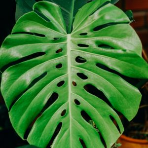 MONSTERA