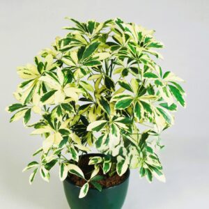 ARBORICOLA / SCHEFFLERA/ UMBRELLA PLANT