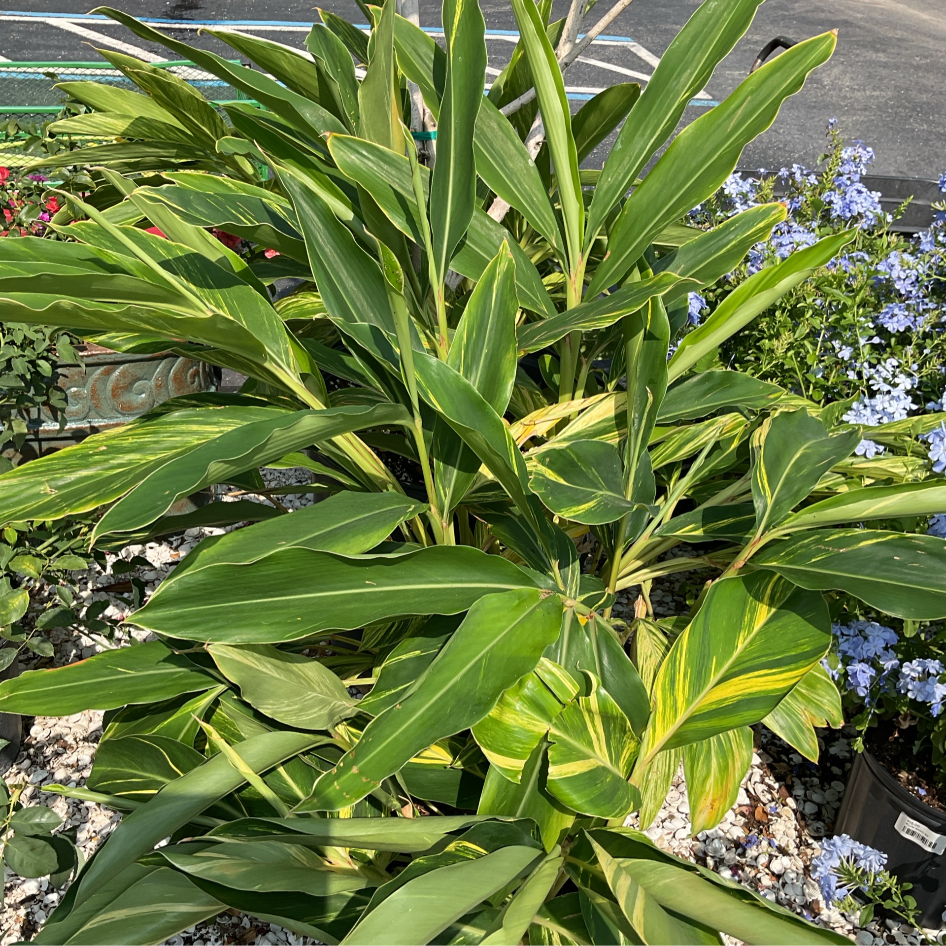 VARIEGATED SHELL GINGER - 41 Home & Garden