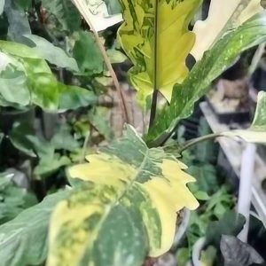 ALOCASIA LAUTERACHIANA 3G